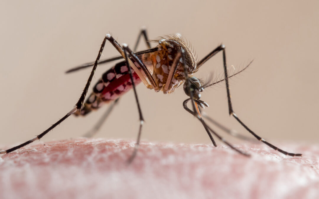 Registran circulación comunitaria de dengue y chikungunya en el AMBA