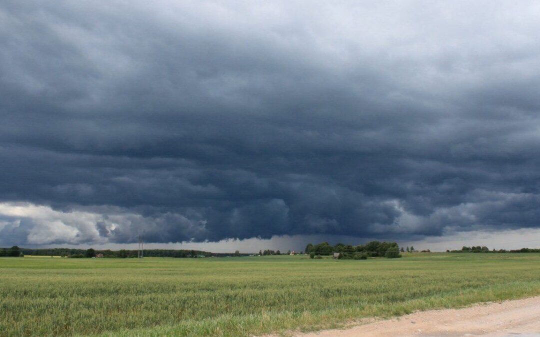 Las lluvias frenan las pérdidas y mejoran la cosecha de soja en la región núcleo