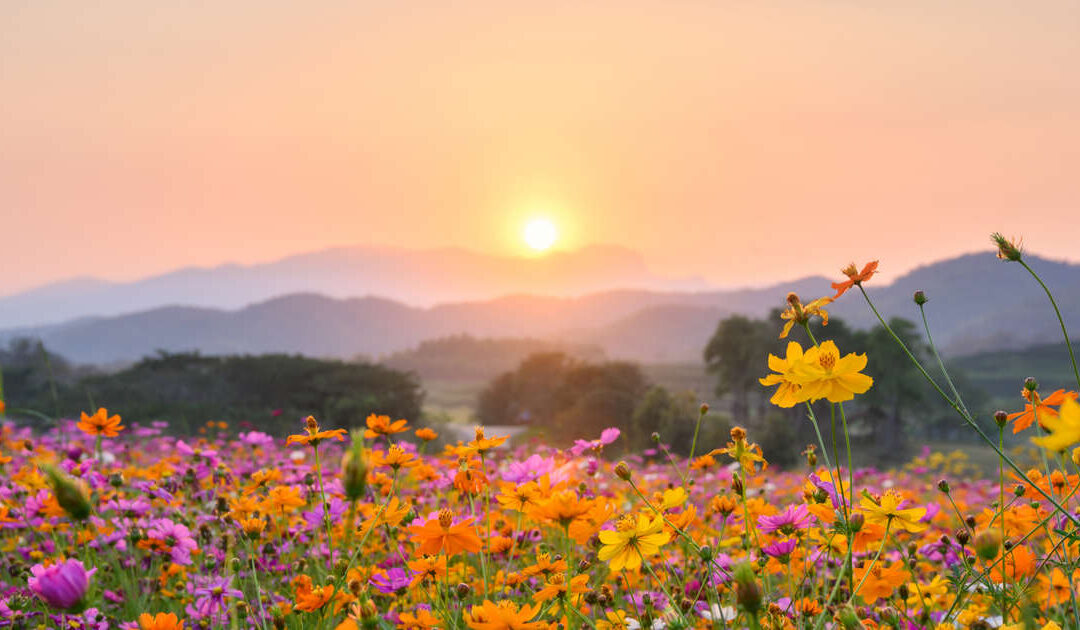 La primavera en el AMBA podría ser más calurosa de lo habitual, según el SMN